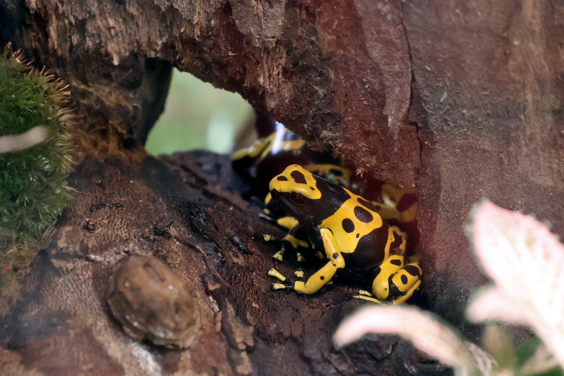 Yellow-Banded Dart Frog